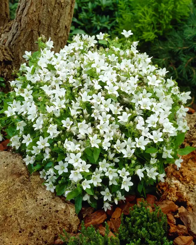 Klokje (Campanula lactiflora ‘White Pouffe‘) | Nieuw in het assortiment