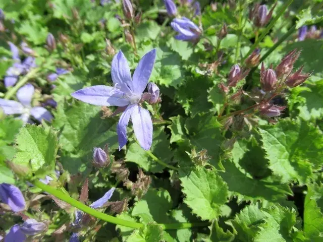 Bestel vandaag | Klokje (Campanula poscharskyana ‘Blauranke‘)