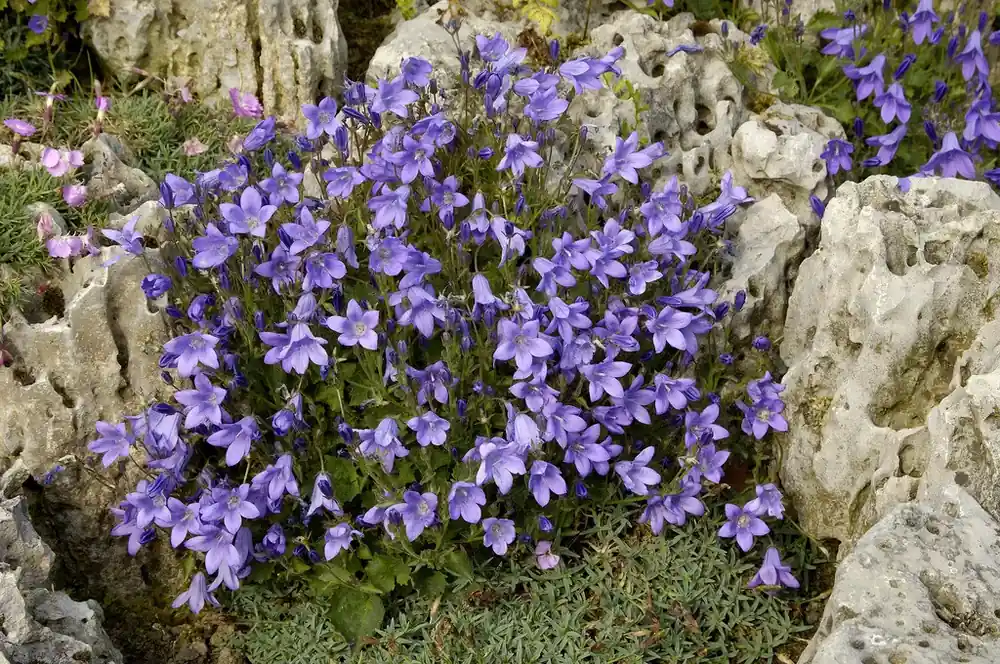 Populair bij klanten | Klokje (Campanula pyramidalis)