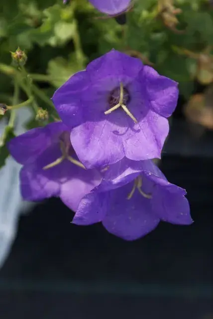 Bestelbaar - Klokje (Campanula carpatica ‘Blaue Clips‘)