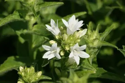 Klokje (Campanula glomerata ‘Alba‘) | Koopje