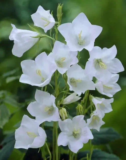 Klokje (Campanula persicifolia ‘Alba‘) - Spoedlevering