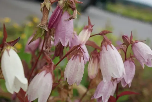 Populair - Koreaans Klokje (Campanula takesimana)
