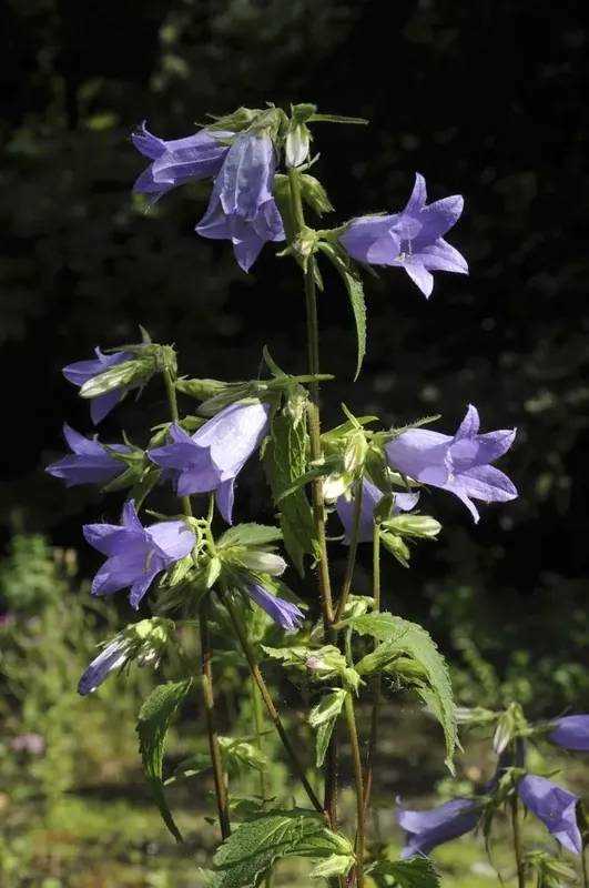Deal | Klokje (Campanula trachelium) BIO