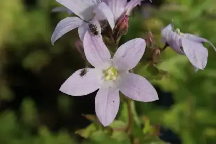 Veilig betalen | Klokje (Campanula lactiflora ‘Loddon Anna‘)