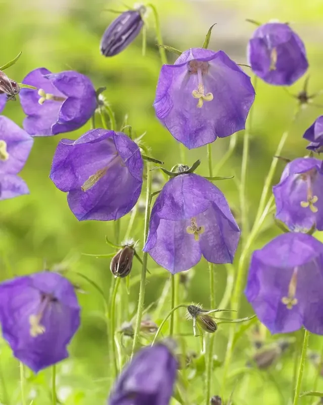 Shop nu | Klokjesbloem (Campanula pulloides ‘G.F. Wilson‘)
