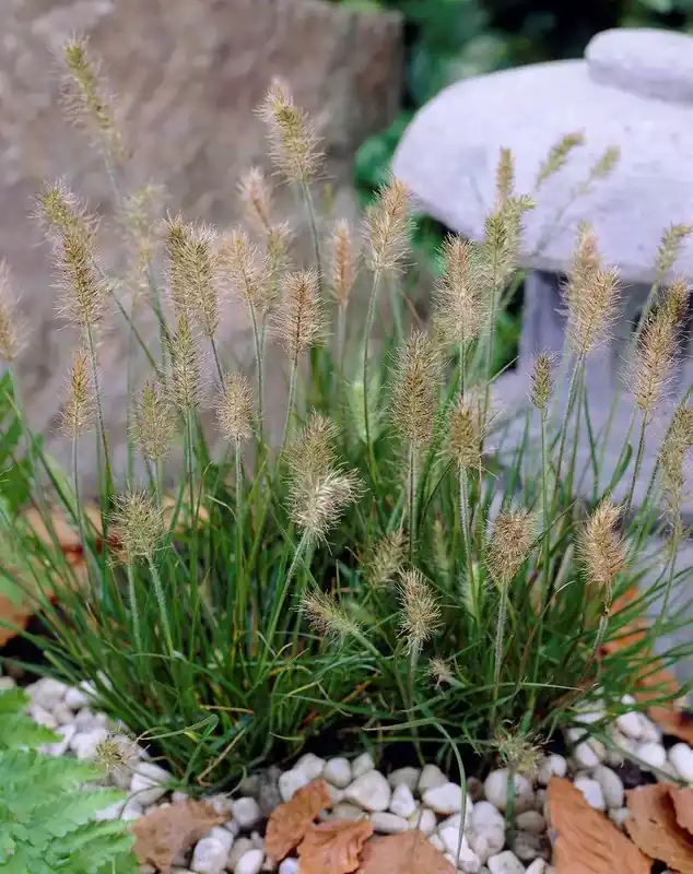 Lampenpoetsergras kopen? Pennisetum Little Bunny - laagblijvend - Bestelbaar
