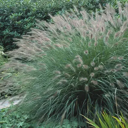 Nieuw binnengekomen - Lampepoetsergras kopen? Pennisetum met garantie en voordelig!