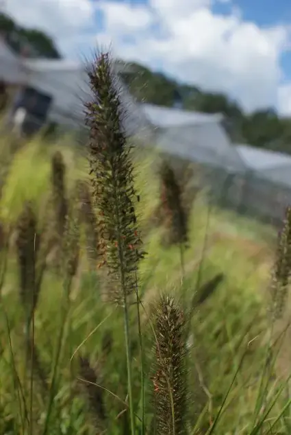 Lampepoetsersgras (Pennisetum alopecuroides ‘Viridescens‘) | Deal