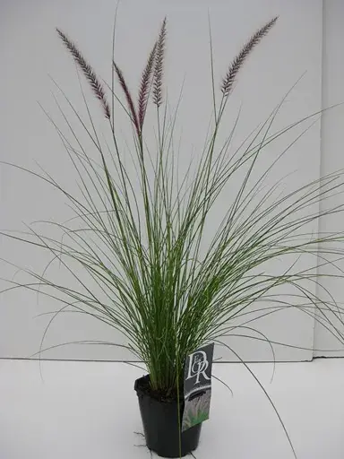 Premiumkwaliteit - Lampepoetsersgras (Pennisetum ‘Rupelli‘)