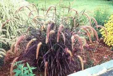 Lampepoetsersgras (Pennisetum advena ‘Rubrum‘) - Voeg toe aan winkelwagen