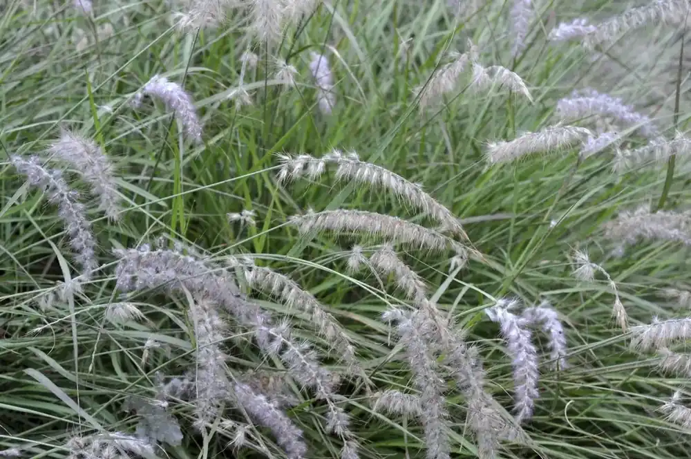 Lampepoetsersgras (Pennisetum orientale) | Favoriet van klanten