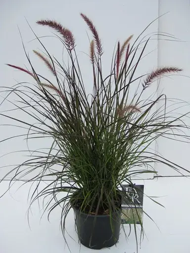 Op = op | Lampepoetsersgras (Pennisetum ‘Rubrum Dwarf‘)