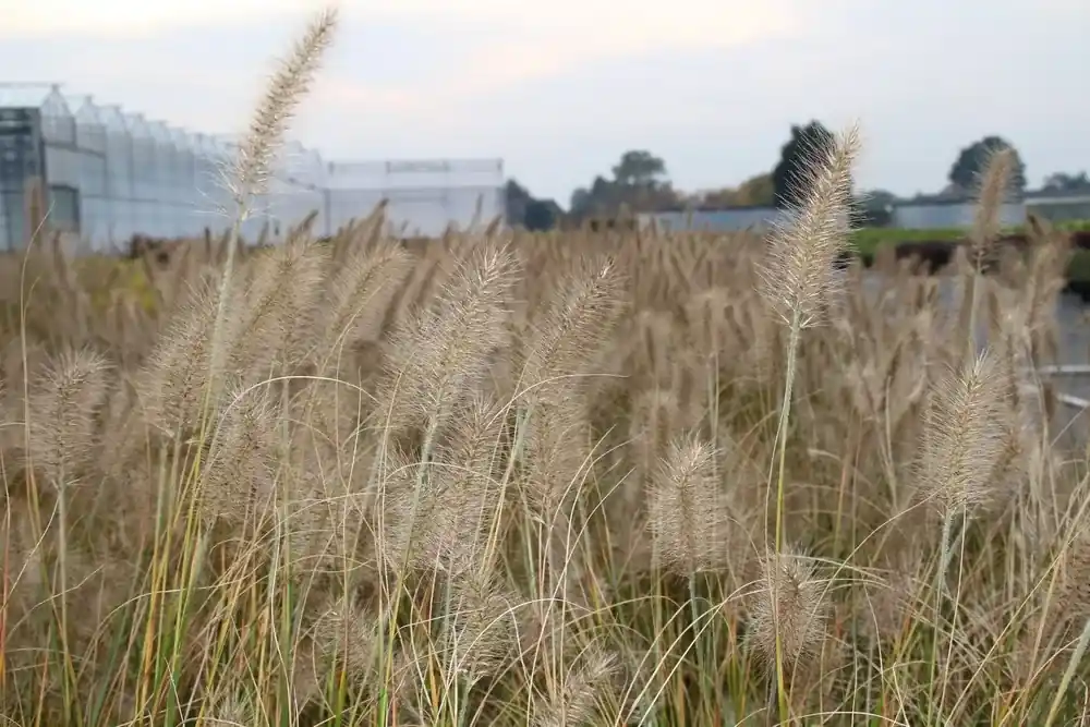 Speciale aanbieding | Lampepoetsersgras (Pennisetum alopecuroides ‘Hameln‘) BIO