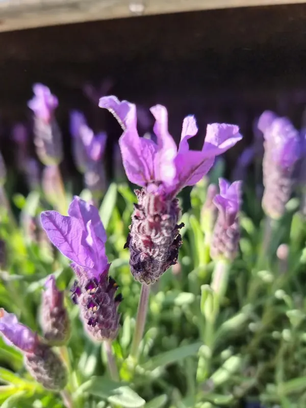 Erg populair | Vlinderlavendel (Lavandula stoechas)