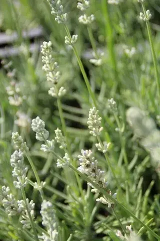 Net gelanceerd - Witte Lavendel (Lavandula angustifolia ‘Nana Alba‘ )