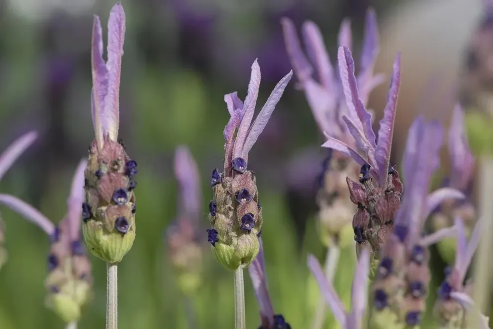 Lavandula stoechas ‘Pedunculata‘ online bestellen bij Directplant - Klantfavoriet