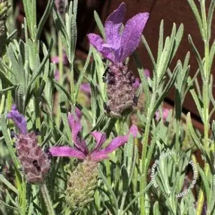 Lavandula ‘Helmsdale‘ - Beperkte voorraad