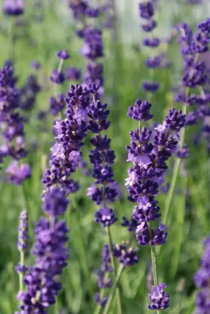 Snelle levering | De beste lavendel kopen? Lavandula Hidcote met groeigarantie!