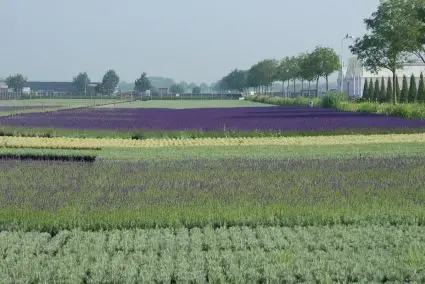 Opruiming - Lavendel kopen? Lavandula Dwarf Blue - laagblijvend