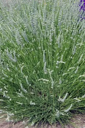 Actie | Witte lavendel planten online bestellen bij Directplant
