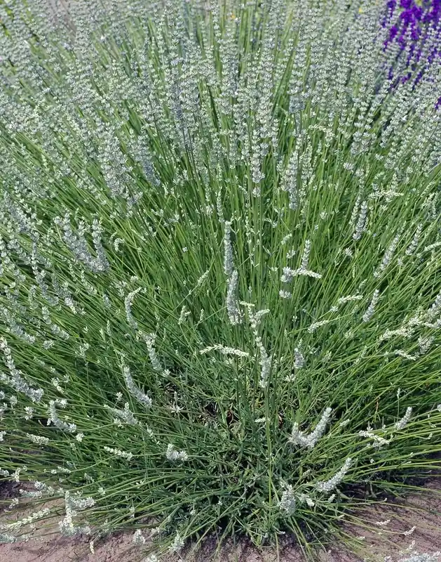 Actie | Witte lavendel planten online bestellen bij Directplant