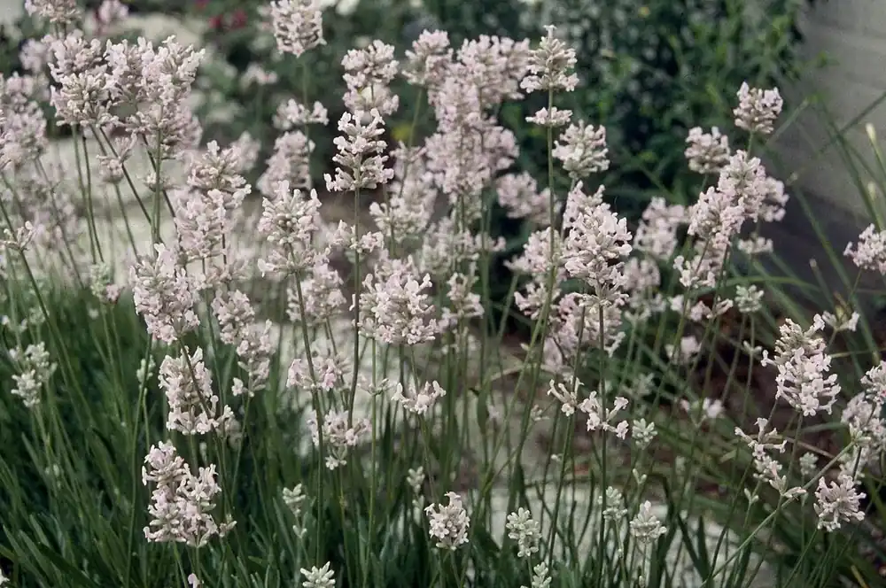 Lavendel ‘Rosea‘ online bestellen bij Directplant | Tijdelijke actie
