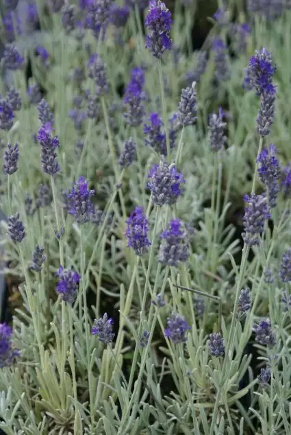 Lavendel (Lavandula ‘Richard Gray‘) - Expreslevering