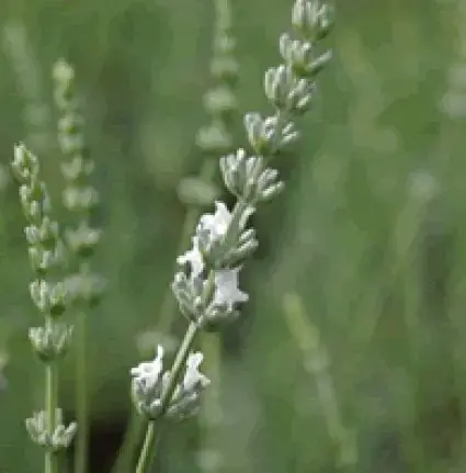 Bespaar nu - Witte Lavendel kopen? Lavandula Edelweiss met groeigarantie