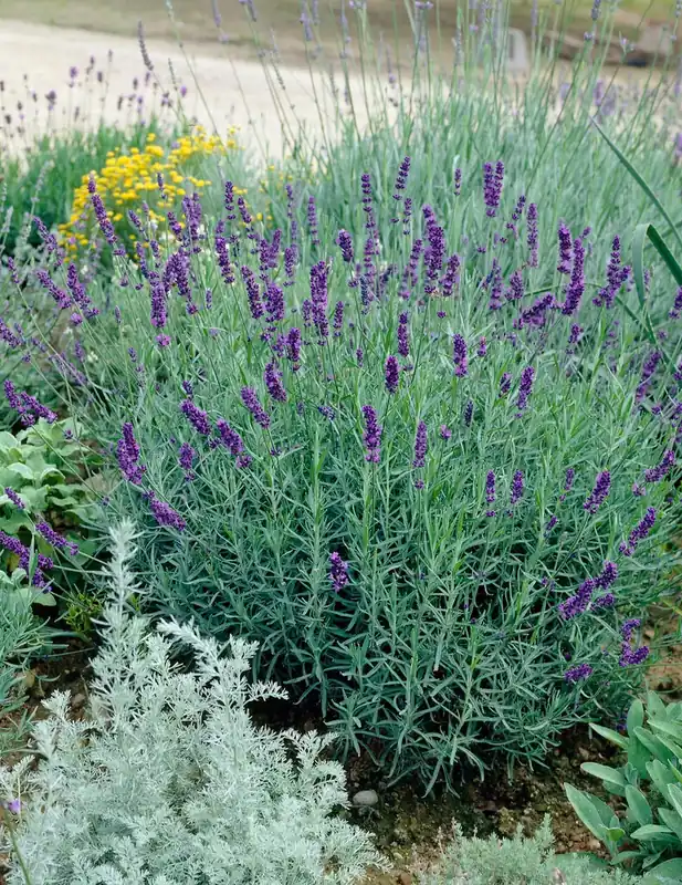 Lavendel (Lavandula angustifolia ‘Imperial Gem‘) - Opruiming