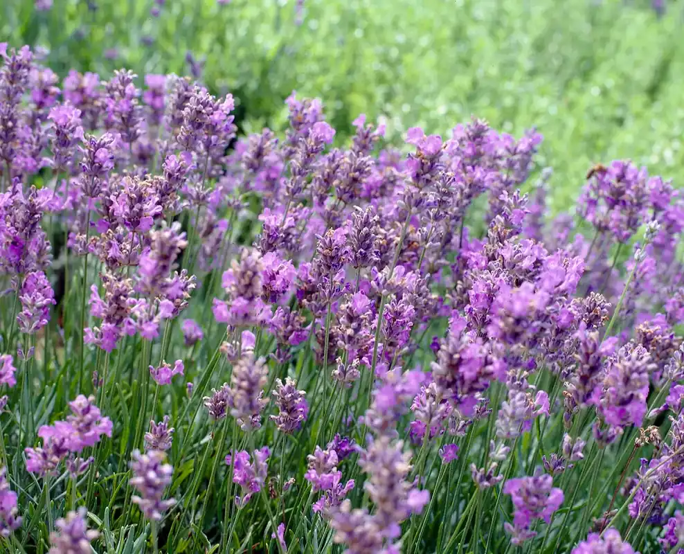 Bestseller - Lavendel (Lavandula angustifolia ‘Blue Cushion‘)