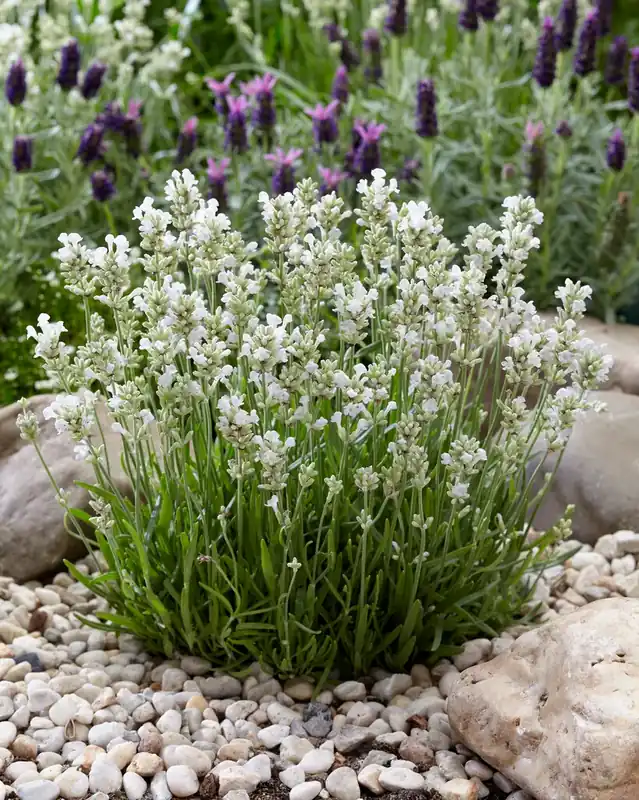 Lavendel (Lavandula angustifolia ‘Arctic Snow‘) - Erg populair