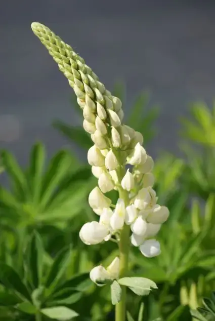 Vanaf nu beschikbaar - Lupine (Lupinus ‘Gallery White‘)