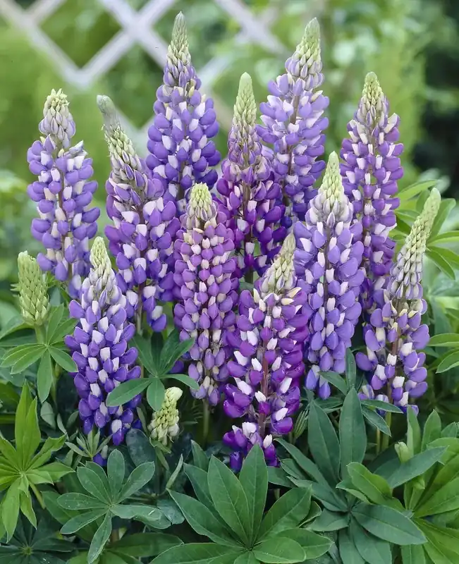 Lupine (Lupinus ‘Gallery Blue‘) - Klaar voor verzending