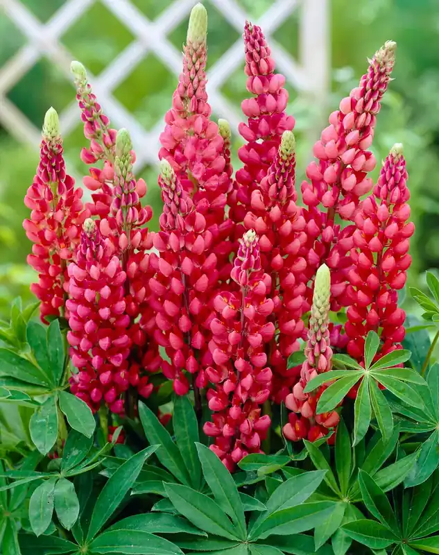Lupine (Lupinus ‘Gallery Red‘) - Bespaar meer