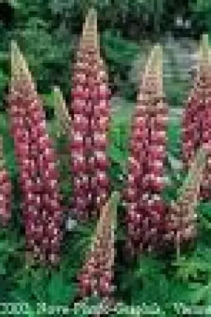 Voordelig | Lupine (Lupinus ‘The Chateleine‘)