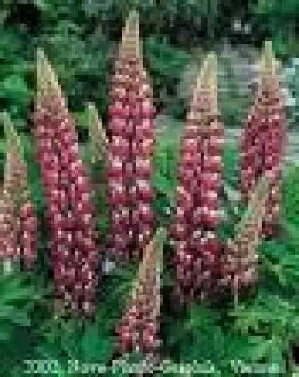 Voordelig | Lupine (Lupinus ‘The Chateleine‘)