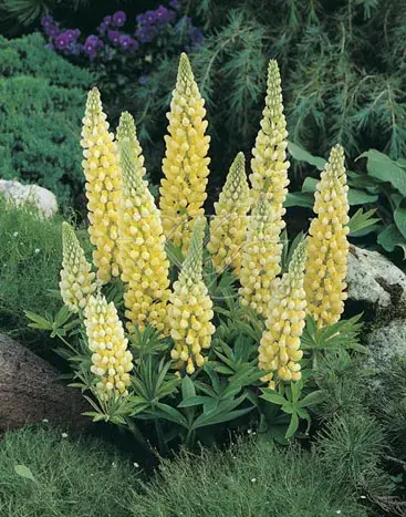 Lupine (Lupinus ‘Gallery Yellow‘) | Nieuw in de shop