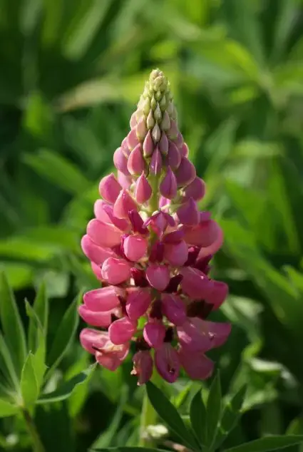 Snelle levering | Lupine (Lupinus ‘Gallery Pink‘)