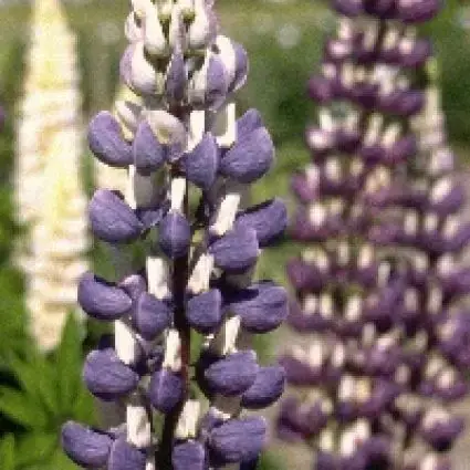 Lupine (Lupinus ‘The Governor‘) - Hoog gewaardeerd