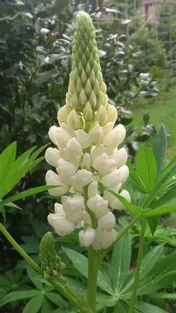 Outlet - Lupine (Lupinus ‘Noblemaiden‘)