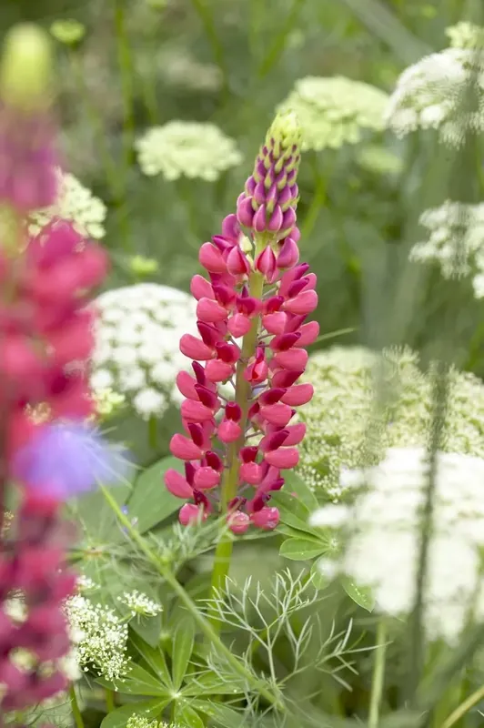 Hoge kwaliteit | Lupine (Lupinus ‘The Pages‘)