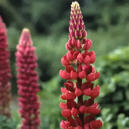 Lupine (Lupinus ‘My Castle‘) | Professionele kwaliteit