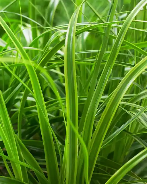 Nieuw in het assortiment - Zegge (Carex ‘Everlime‘)