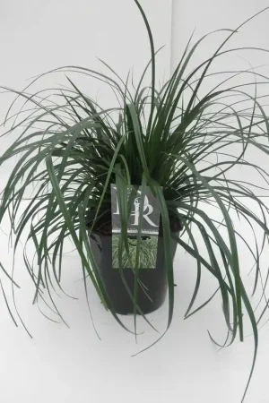 Zegge (Carex ‘Evergreen‘) | Tijdelijke actie