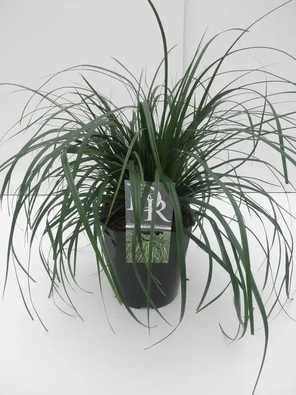 Zegge (Carex ‘Evergreen‘) | Tijdelijke actie
