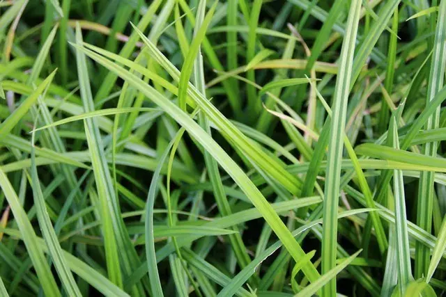 Topdeal | Groenblijvende Zegge kopen? Carex Irish Green met garantie