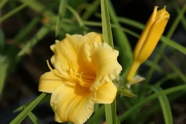 Prijs verlaagd - Daglelie (Hemerocallis ‘Stella de Oro‘) BIO