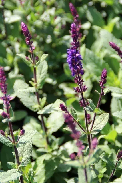 Salie (Salvia nemorosa ‘Caradonna‘) BIO - Meest verkocht