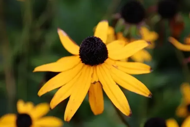 Zonnehoed (Rudbeckia fulgida ‘Goldsturm‘) BIO | Veel voordeel